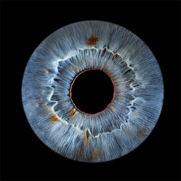 Iris fotografie augsburg münchen klassisch